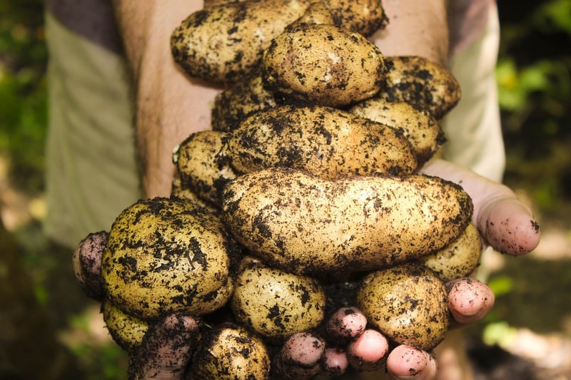 Exoplanetary Harvesting